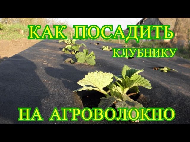 Посадка клубники весной на агроволокно. Выпуск 19. Шаповаловы влог.