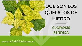 QUÉ SON LOS QUELATOS DE HIERRO. CLOROSIS FÉRRICA