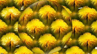 Футаж - фон Одуванчики. Background Dandelions amazing flowers