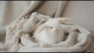 Funny Rabbit Baby Newborn - Cute Rabbits- Beautiful Rabbit