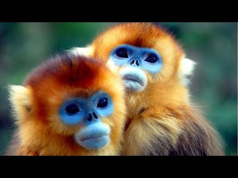 فيديو: أشهر سلالات القرود