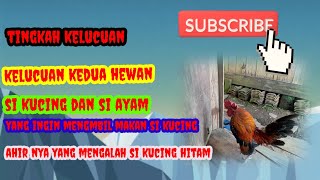 tingkah lucu kedua hewan kucing dengan ayam kate