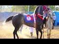 CARRERAS DE CABALLOS*RAYO DE JALISCO VS TILAPIA