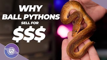 Why People Spend Big $$$ on Ball Pythons | #ballpython #snake #reptiles