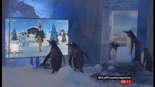 Penguins Given Christmas Films To Watch Fun Story Uk - Bbc News - 1St December 2020