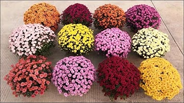 TRỒNG CÚC MÂM XÔI HÀN QUỐC VỤ TẾT 2024 - 0988000395 hỗ trợ kĩ thuật