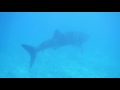 Swimming with whale sharks