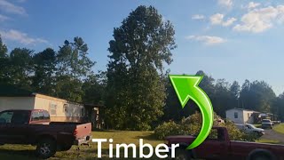 Tree Fell in the perfect place.  Redneck Double-Wide, just another day in B.F.E #homeimprovement