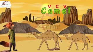53 Camel Rule VCV and Tulip Rule  CVC