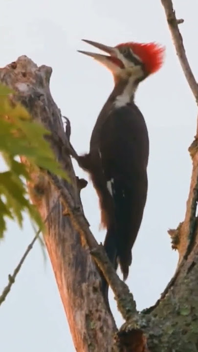 Amazing! Stunning Exotic Bird Styles #birds #shortvideo #shorts