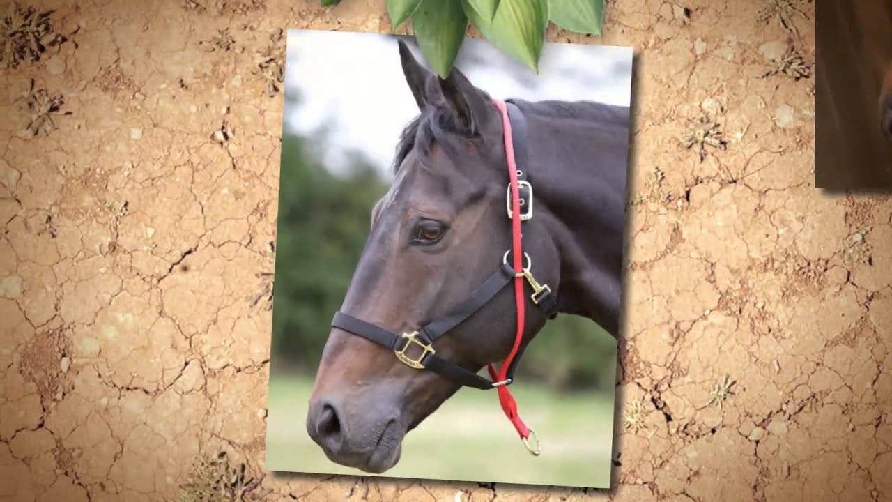 Horse Head Collars YouTube