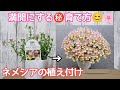 『ネメシア』もりもり満開になるネメシアの育て方・植え付け#ガーデニング #pw #pwアンバサダー #pw育てた