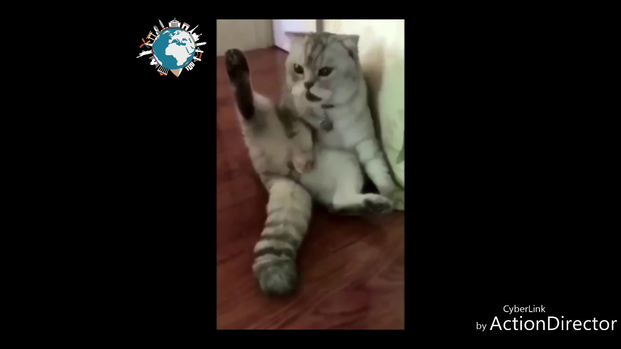 priceless reaction as cat finds out its been neutered youtube