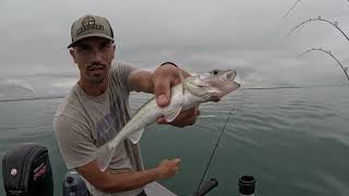 Walleye Fishing Lake Erie (Part 2 of 2)