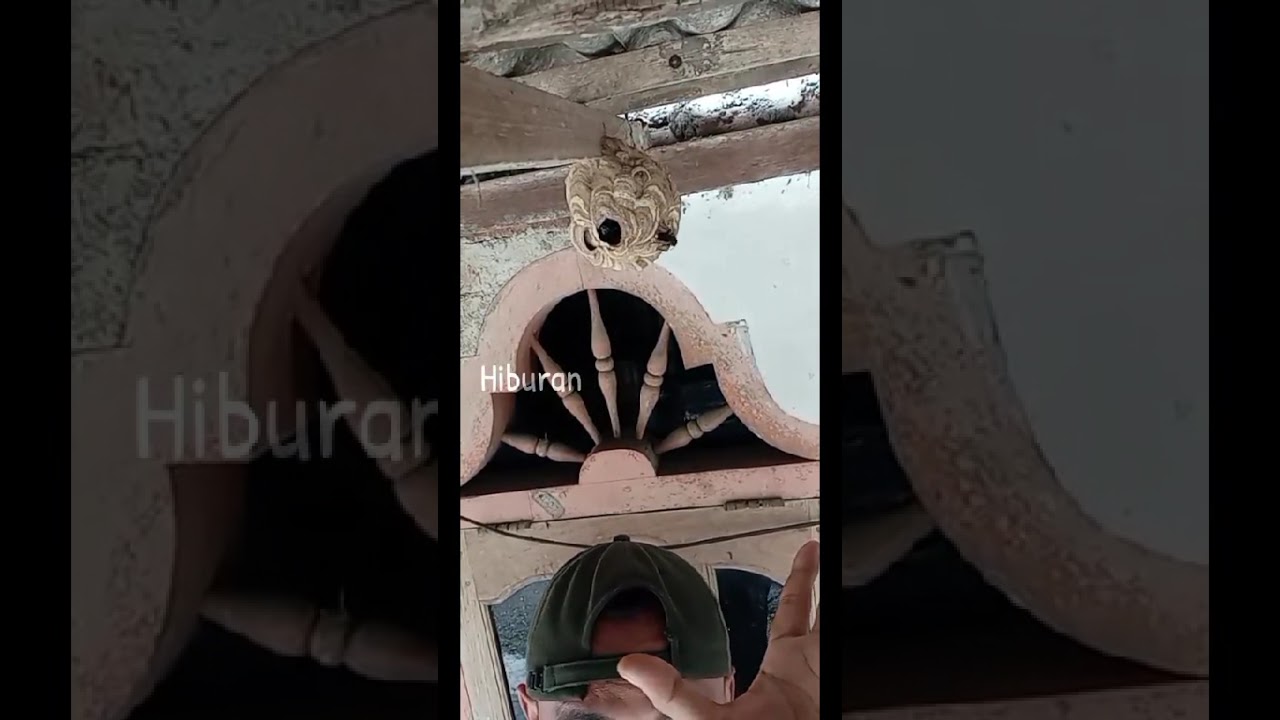 Evakuasi sarang Tawon siang hari tanpa disumpet lobangnya #tawonviral #tutorialevakuasisarangtawon