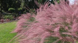 Pink Flamingo Muhly Gr Muhlenbergia X Pink Flamingo - Plant Identification