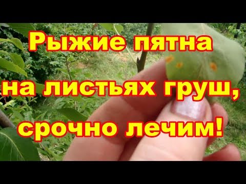 Видео: Листья грушевого дерева желтеют - исправление грушевого дерева с желтыми пятнами на листьях