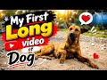 My First Long video of Dog || Bebypetlover ka pahla long video #video #dog #trending #pets #funny