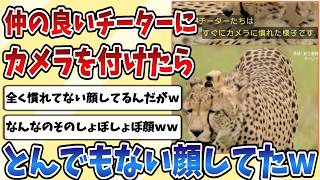 【2ch動物スレ】カメラマンと仲良くなった【チーター】の頭にカメラを付けてもらった結果、チーターの顔がとんでもないことにｗｗｗ