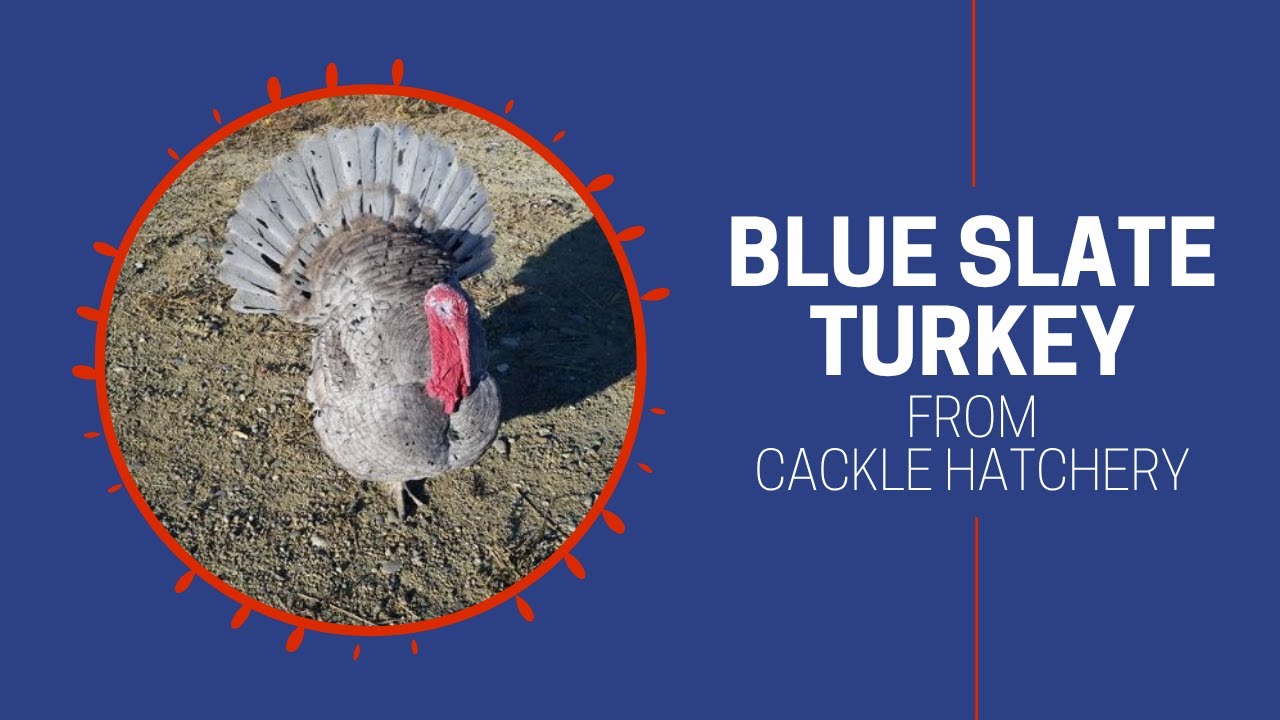 Blue Slate turkeys | Cackle Hatchery