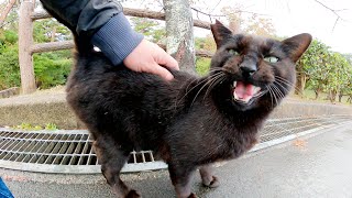 「雨が冷たいニャー！」と鳴く黒猫に傘を貸してあげた