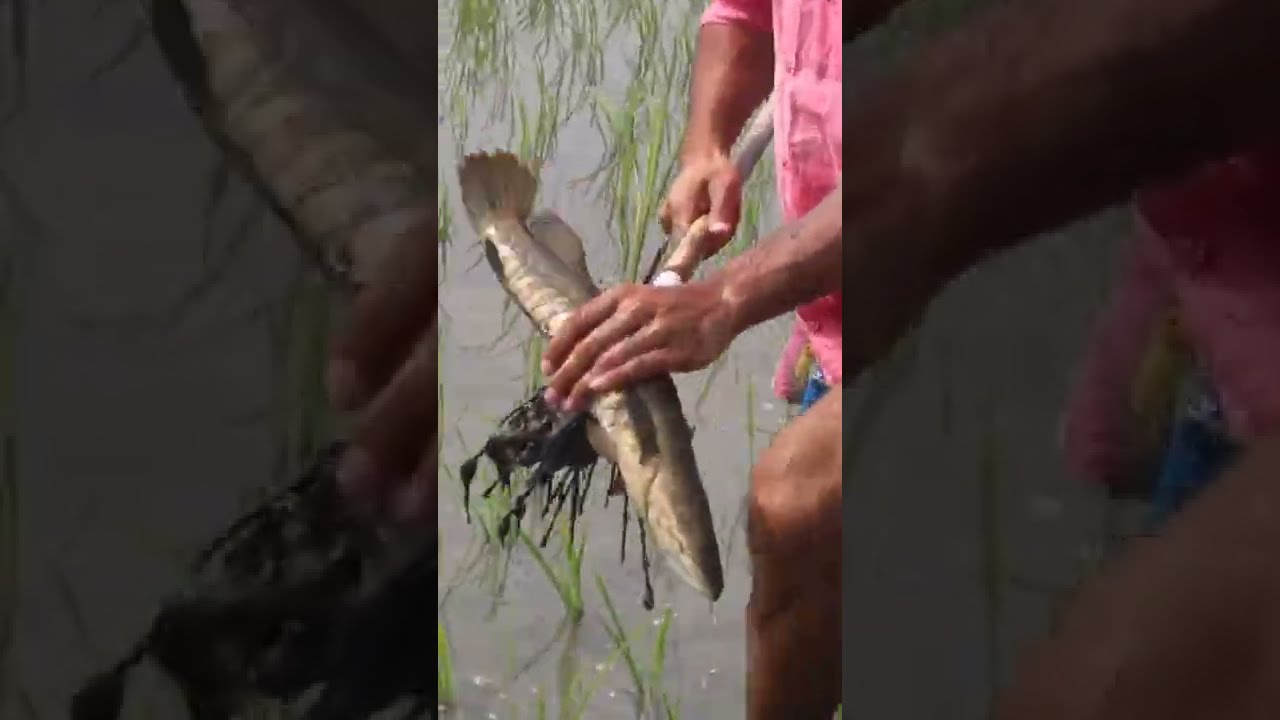 Unique tata fishing and catch big fish from rice filed // Best fishing technique