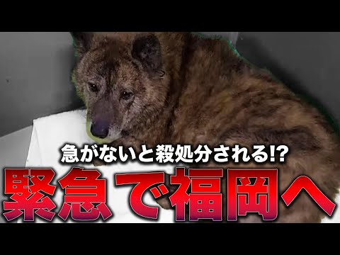 さらにさらに全国へ】ついに福岡へ！殺処分まで期限がない犬を緊急保護 