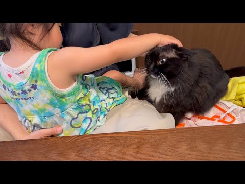 ママの膝の上を奪い合う幼児と猫　ラガマフィン