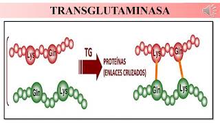 Mini Exposición. Complejo Caseinato-Transglutaminasa