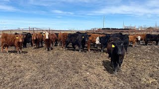 Westland Cattle - 680# Steers - 90 Head (Leduc, AB)