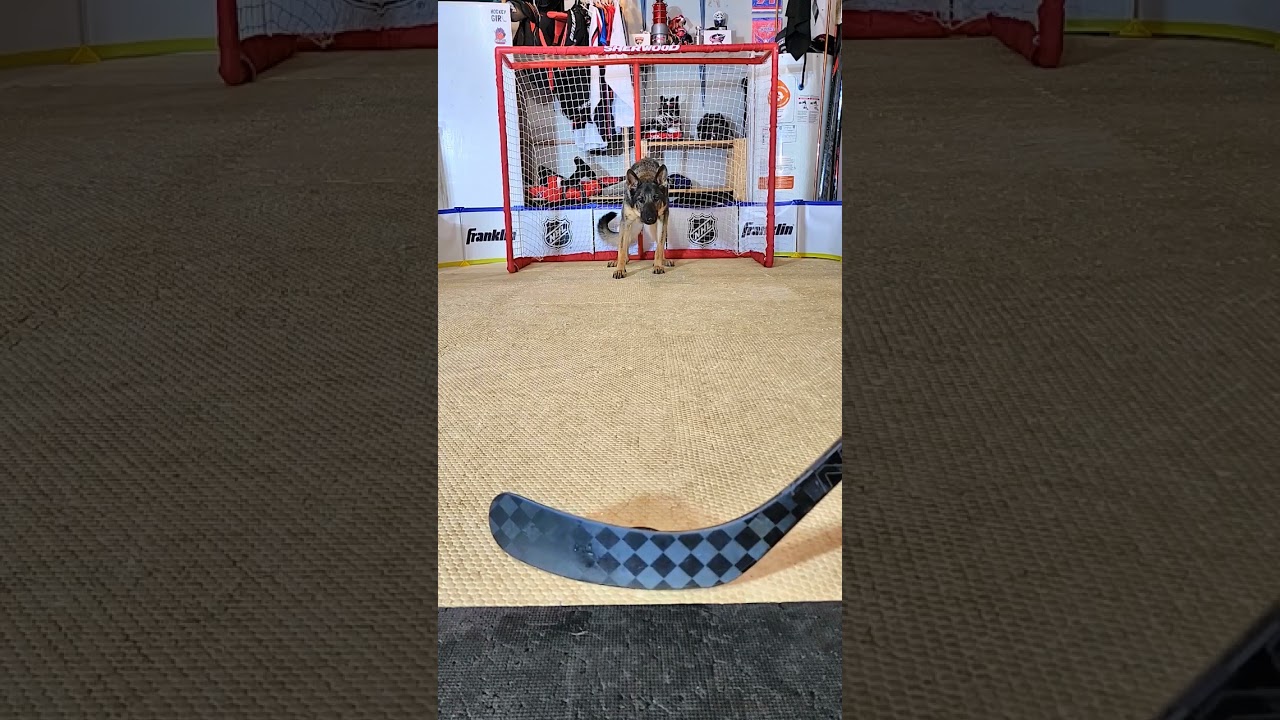 Talented German Shepherd makes crazy hockey save YouTube