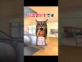 猫ミームでみる会計士シニア #Short