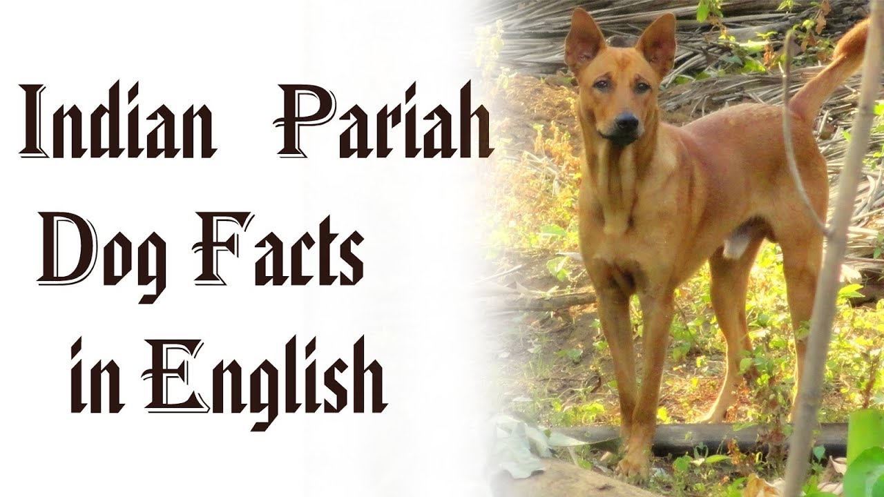 Pariah Pariah In English , PARIAH Definition und Bedeutung – BJPOI