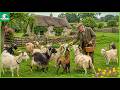 A Hidden Goat Farm in the Countryside – Rainy Weather & Gentle Animal Sounds