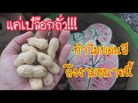 ผลสลากกินแบ่งรัฐบาล วันที่ 1 พย. 2567 ผลสลากกินแบ่งรัฐบาล วันที่ 1 พย. 2567