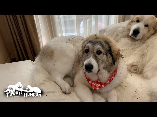 Belle is covered in mud and has a clean face just a few hours