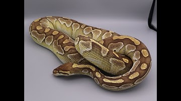 Lesser Platinum v Butter Ball Python Genes With Amazing Combos