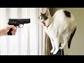 Laugh Out Loud: Best Funny Dogs and Cats Videos