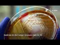 Un bactrie ltale  mangeuse de chair  inquite au japon