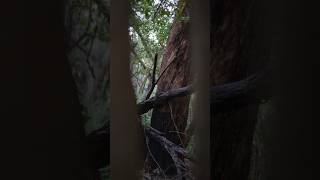 How to frame your photo by using your environment! #photography #improvephotography #photographytips