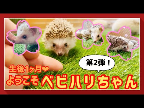 ハリネズミさん】ようこそベビハリちゃん！今度は生後1ヶ月の赤ちゃん