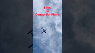 #When Birds Hit Planes #उडिरहेको #जहाजमा चराको #आक्रमण #shorts