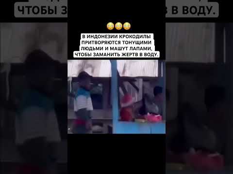 Крокодил-обманщикЛовушка хищника #крокодил#индонезия #мифыоживотных#рек #природа #факты