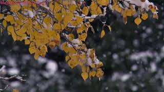 Somali And The Forest Spirit 💟  To Peaceful, Stress Relaxing, Meditation, Reiki screenshot 5