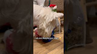 I got presents from Santa! #SantaClaus #gift #food #dog #westie