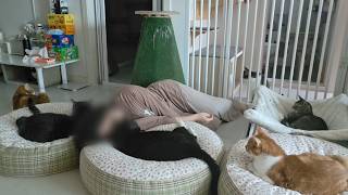 집사 껌딱지 기쁨이랑 꽁냥꽁냥하는 일상
