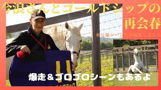 【ゴールドシップと今浪厩務員さんの再会　2019年6月2日再編集　春】