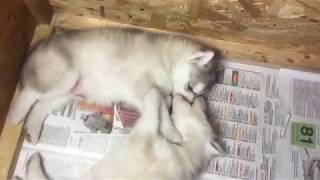 Щенки Сибирских Хаски целуются | Siberian Husky puppies are kissing