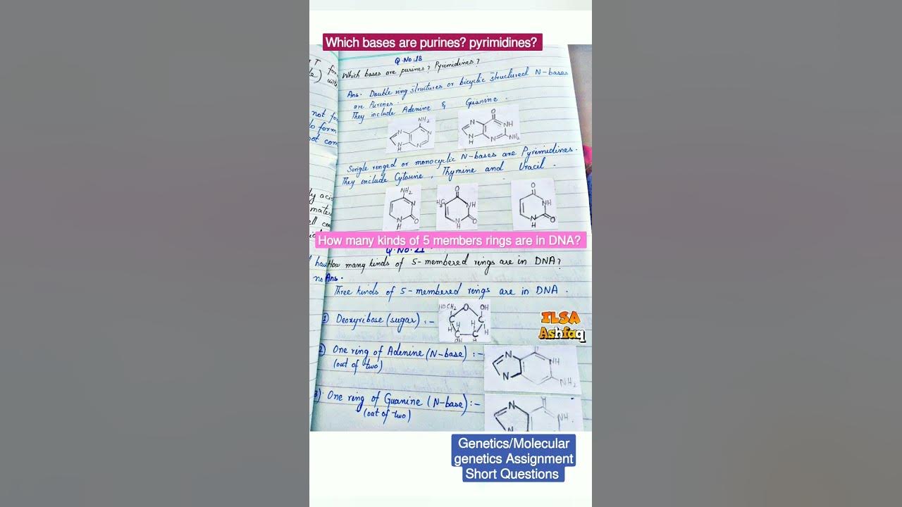 Which Bases Are Purines pyrimidines How Many Kinds Of 5 Membered which-bases-are-purines-pyrimidines-how-many-kinds-of-5-membered
