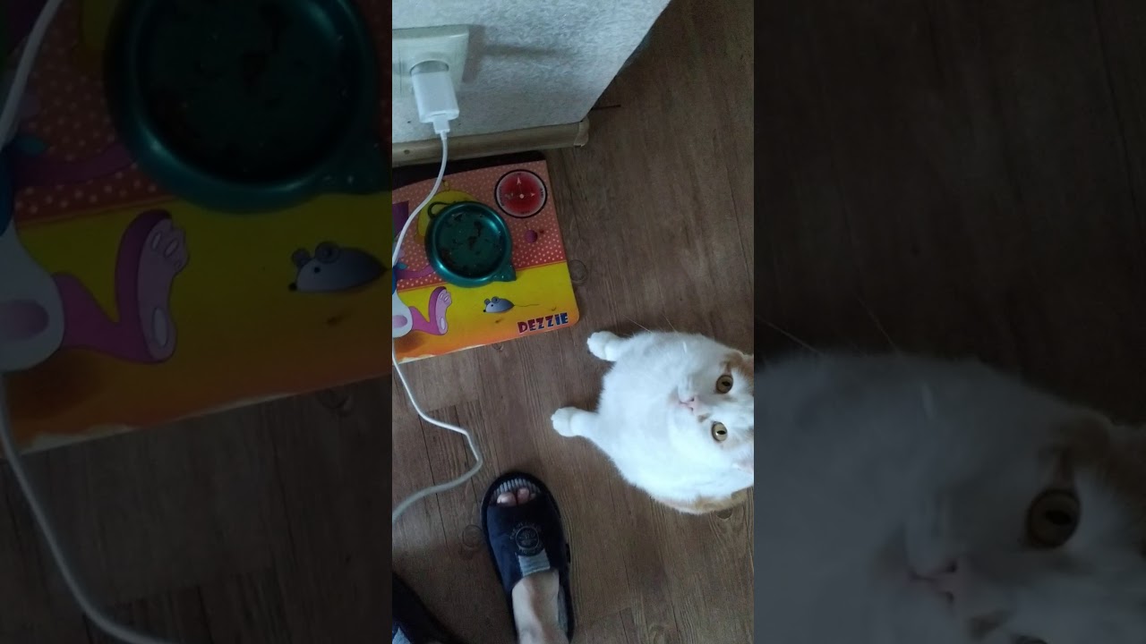 Котэ еду на машине